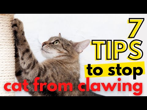 7 Tricks To Stop Cat From Clawing ( How To Stop Cat Scratching )