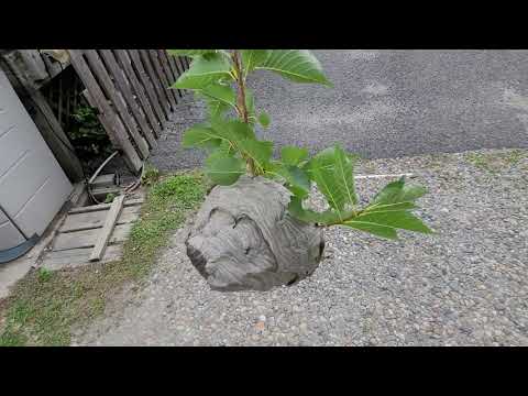 Removing an Active Bald-Faced Hornets's Nest from this Property in Point Pleasant Beach, NJ