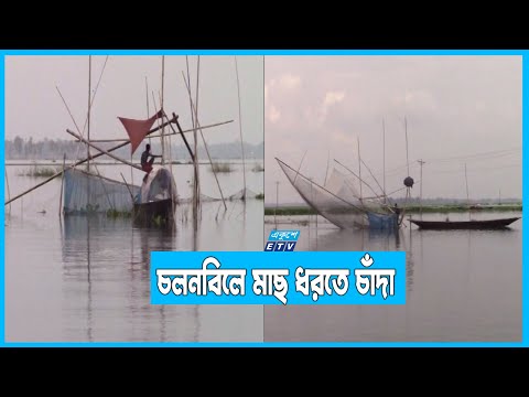 চলনবিলে মাছ ধরতে নেয়া হচ্ছে চাঁদা