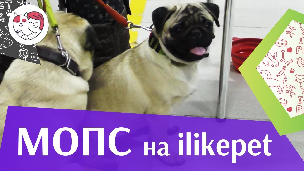 Мопс на ilike.pet