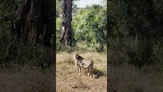 Cheetah vocalising like a bird
