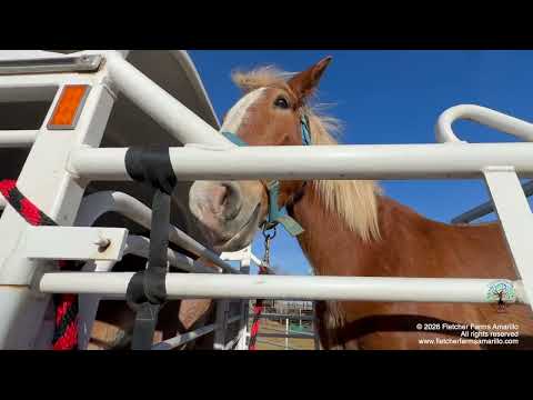 17 lives changed forever! 14 Horses & 3 Donkeys Arrive at the Farm for Their First Taste of Freedom