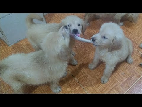Puppy Says To Other Puppies: Don't Try To Steal My Food