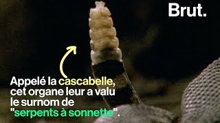L'attaque d'un serpent à sonnette filmée en 500 images par seconde