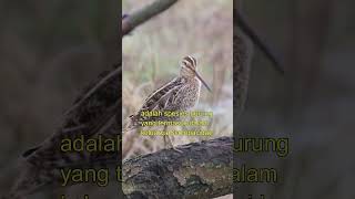 Download lagu Common Snipe Si Belekok Sawah mp3