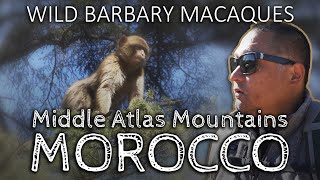 Wild Barbary Macaques of the Middle Atlas Mountains in Morocco
