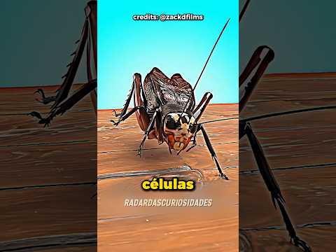 Como os Grilos consegue se regenerar de novo? #curiosidades #fatoscuriosos #shorts