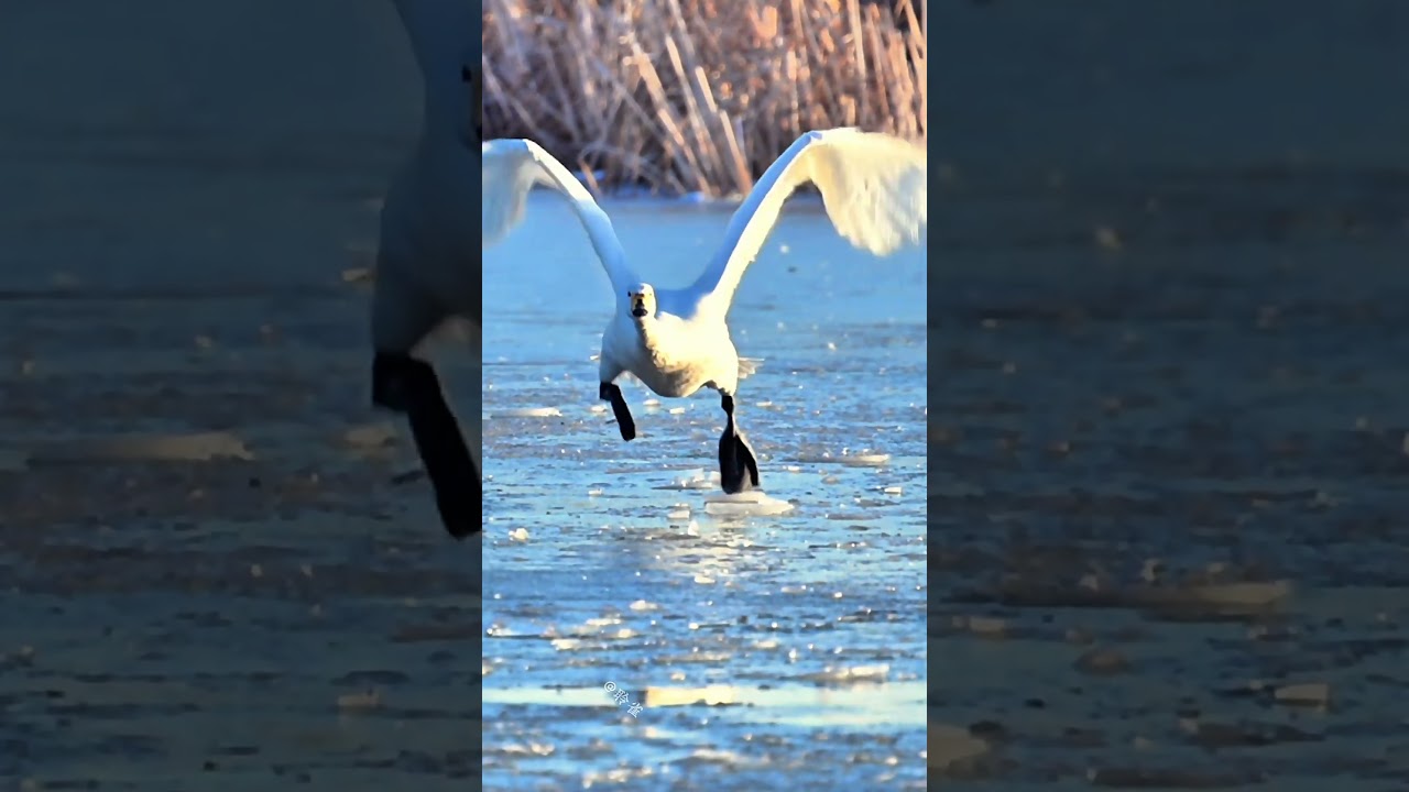迎面助跑起飞，太帅了 #birds #wildlife #goose