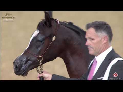 N 138 ASRAR ALAMMAR   29th Qatar Intl A H  Show 2020   Yearling Fillies Class 7C