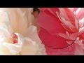 Самая красивая музыка для Души и пионы. Саксофон.Трубач.Peony flowers ...