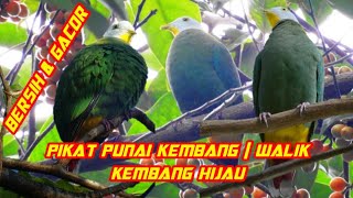 Download lagu suara pikat burung punai daun || walik kembang hijau mp3
