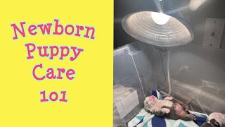 How To Care For Newborn Puppies Ep 3 Keeping Them Warm