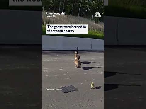 A family of geese got a police escort after they found themselves wandering down I-95