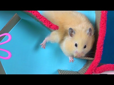 Hamster Easter Egg Hunt - Rabbit Maze!