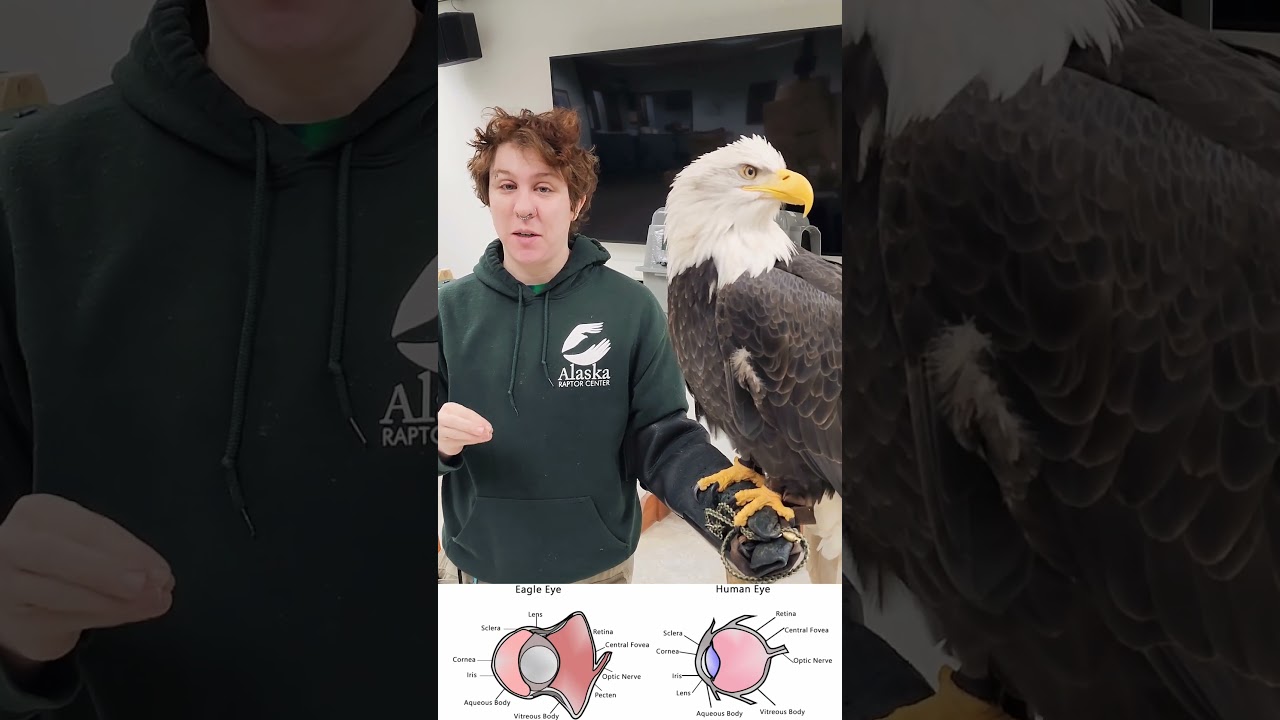 #DidYouKnow a Bald Eagle's eyesight is 8x sharper than the human eye? 🦅👁️ #EagleEye #NatureFacts 
