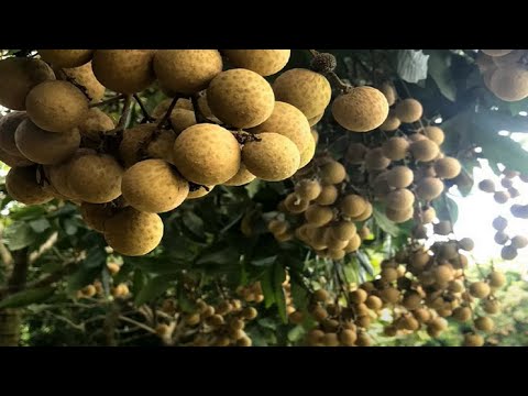 WOW! Amazing New Agriculture Technology - Longan tree
