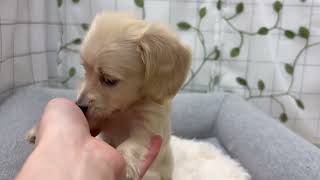 ミニチュアダックスの動画01