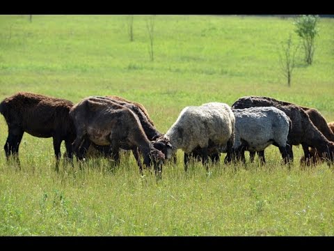 Овцы в КФХ Манагорье