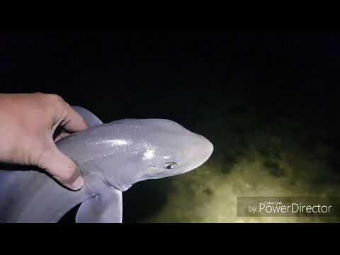 LOW tide fishing and foraging at minnis bay