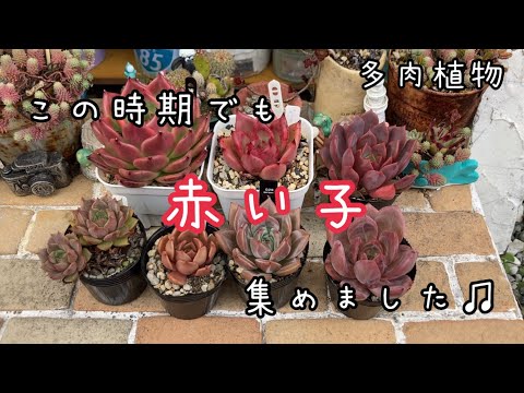 赤い植物