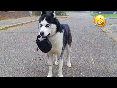 FUNNIEST Huskies | Normal dogs vs Huskies🤣 | 10 Minutes Best Videos