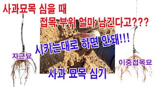 사과 묘목 심을 때... 접목 부위 얼마 남긴다고? 남의 말 따라 하지 말고 내 밭 상황에 맞추어 (사과 묘…