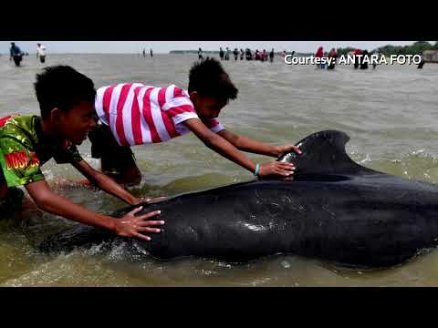 數十頭鯨魚死在印尼海灘上。 (Dozens of whales die on Indonesian beach)