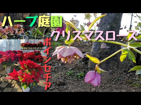 クリスマス ピンクのヘレボルス 2 つの広く普及しているヘレボルス種