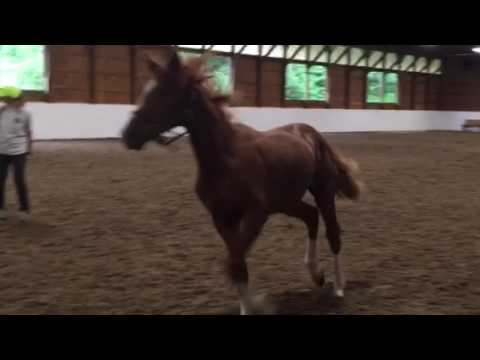 Rotspon Dubarry colts