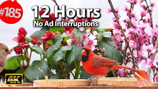 Video for Cats to Watch 😻 Best of Uninterrupted CatTV 🐦 12 Hour Compilation of Birds @LensMyth