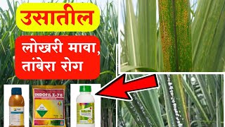 ऊस पिकातील लोखरी मावा व तांबेरा रोग नियंत्रण 🔥 Usatil lokhari mava v tambera Rog Niyantran