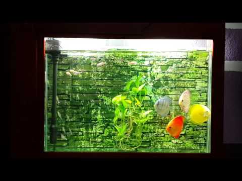My Wall mounted Discus fish tank| Cá đĩa đẹp 100816 [HD]