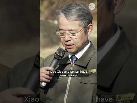 Pandas bid goodbye to Japan as twins Xiao Xiao, Lei Lei head back to China