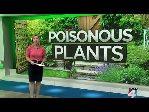 Common poisonous plants