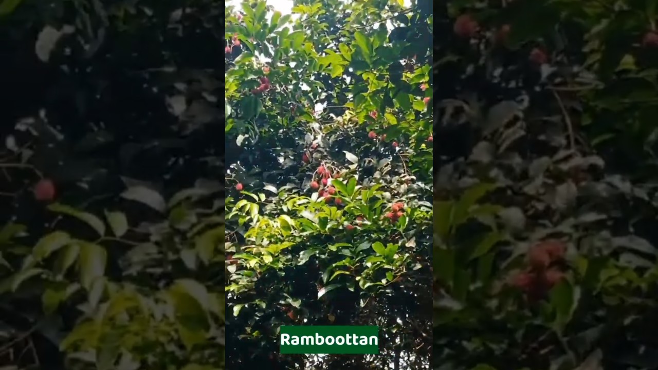 പഴങ്ങളുടെ രാജാവ് വാഴുന്നിടം: 22 ഏക്കർ ഫാം വിശേഷങ്ങൾ | fruit garden kasaragod. #pickingfruit #farm