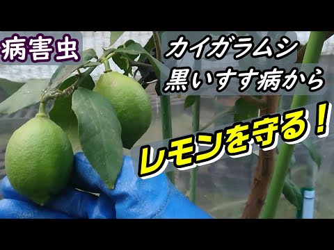 凍ったレモンの木を保存するにはどうすればよいですか？春に生い茂る木を守るための 4 つのステップ  庭園