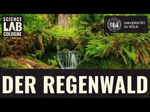 Das Ökosystem Regenwald