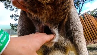 Inside a Kangaroo Pouch - Smarter Every Day 139