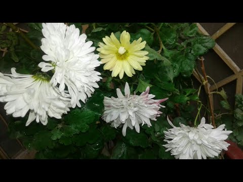 Gul e daudi |chrysanthemum (gul e dawoodi)|winter flower