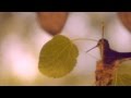 Colibri :: picaflor