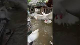 Download lagu My pigeon became a duck because of the flood #pigeon #mypigeon #racingpigeon #pigeonlovers #pet mp3