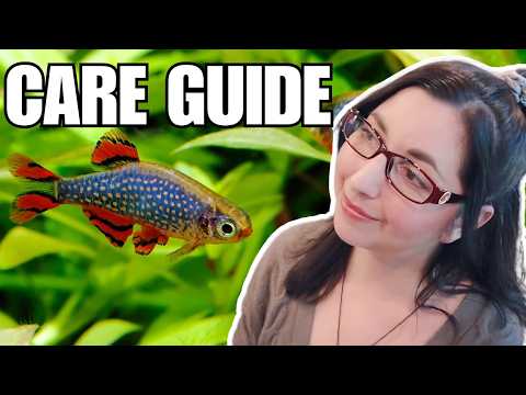 Celestial Pearl Danio Care: Ultimate Beginner’s Guide 🐠 Galaxy Rasboras