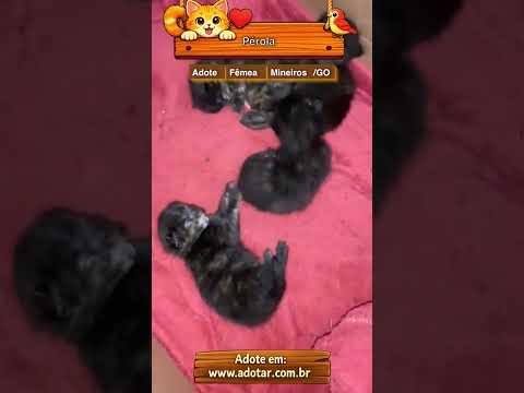 Vídeo de Pérola 