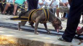 preview picture of video 'evento pitbull juchitan 2010'