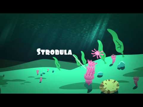 The LIfe Cycle of Jellyfish