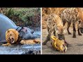 Top 6 Moments Lion Have Lost