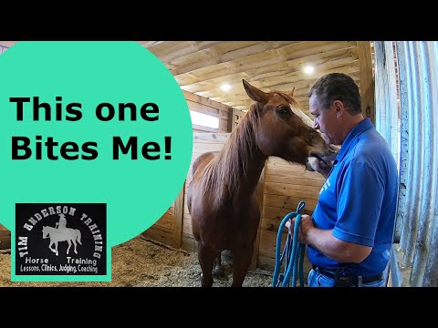 Pushy, Aggressive, Biting, and Dominant Horse Behavior