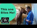 Pushy Aggressive Biting And Dominant Horse Behavior