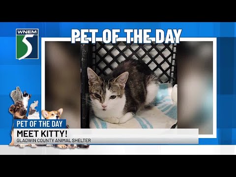 Pet of the Day: Meet Kitty