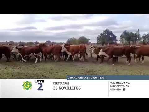 Lote 35 Novillitos en Las Tunas